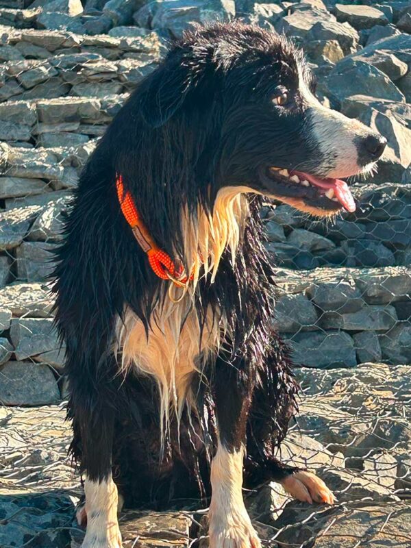 Oreo mit orangem Zugstopp-Halsband