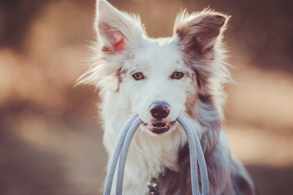 Farbkombination Pebble Stone CINNI an Border Collie Cinni