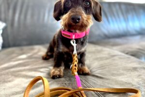 Dackel Parma trägt das Halsband in Größe S, die Fettlederleine Sporty kombiniert sie in cognac mit neonpinker Takelung
