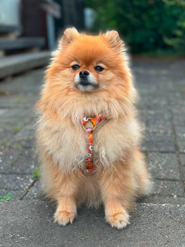 PomPom in Hundegeschirr Blumenmeer