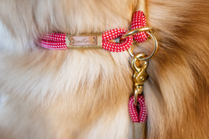 Detailaufnahme Hundehals