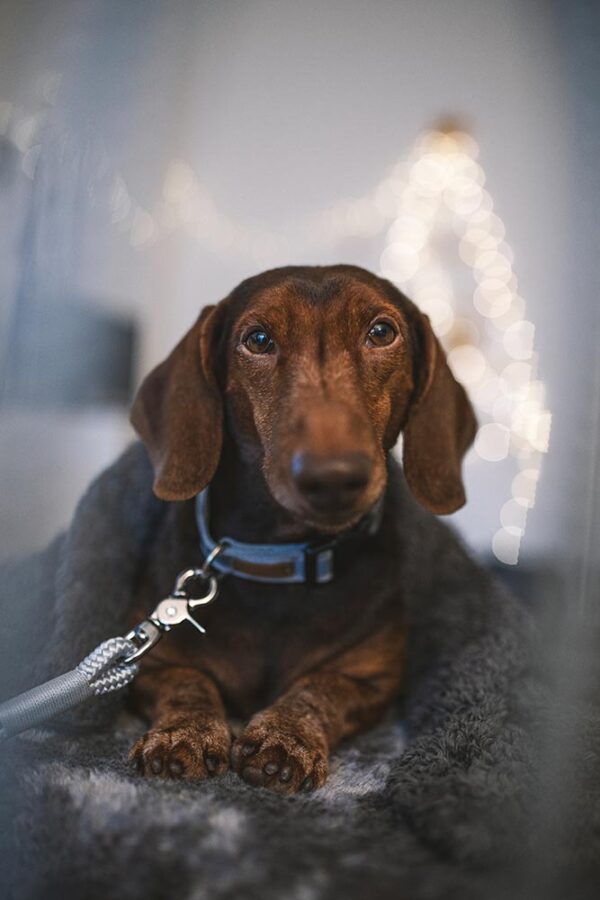 SIGNAL Hundehalsband mit Reflektorstreifen