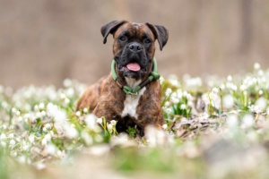 Zugstopp Halsband an Deutschem Boxer