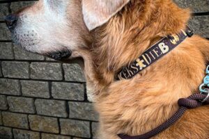 Goldie mit braunem Hundehalsband