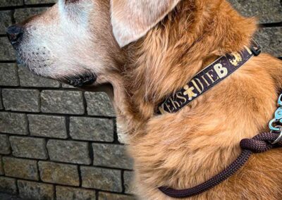 Goldie mit braunem Hundehalsband