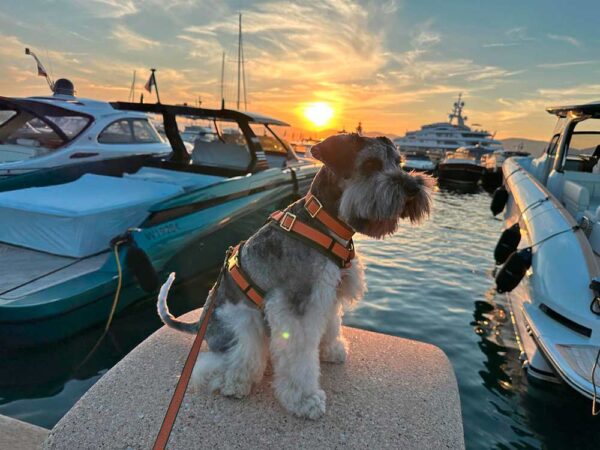 Schnauzer im Wellenbrecher