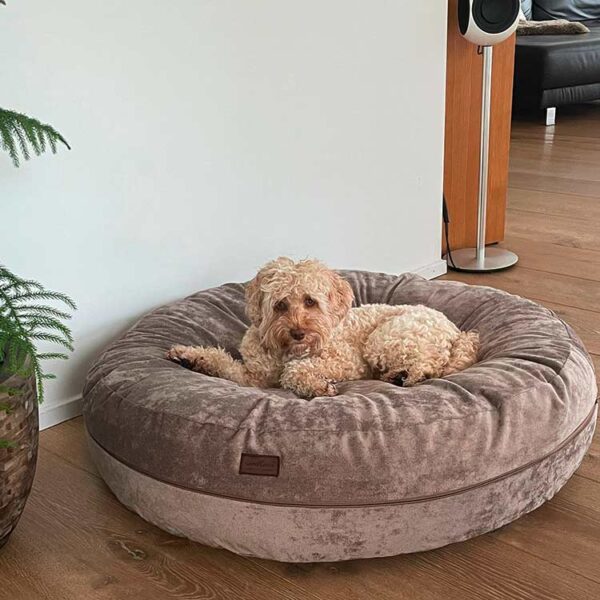 Labradoodle in Hundebett Bagel Velours TAUPE