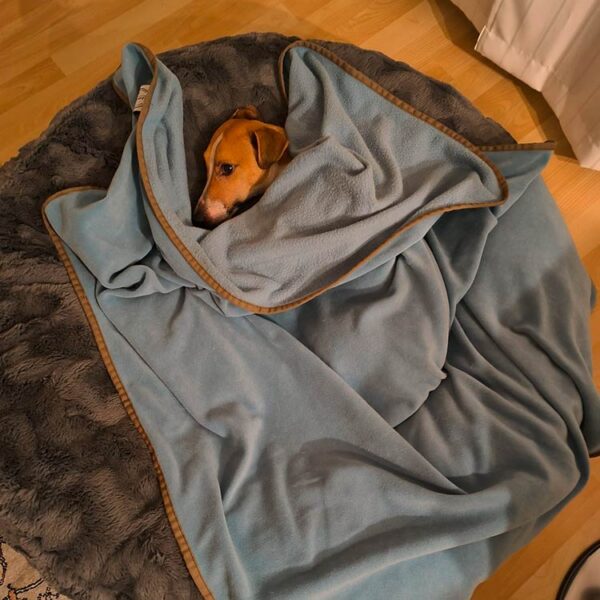 Terrier in Bagel GRAU