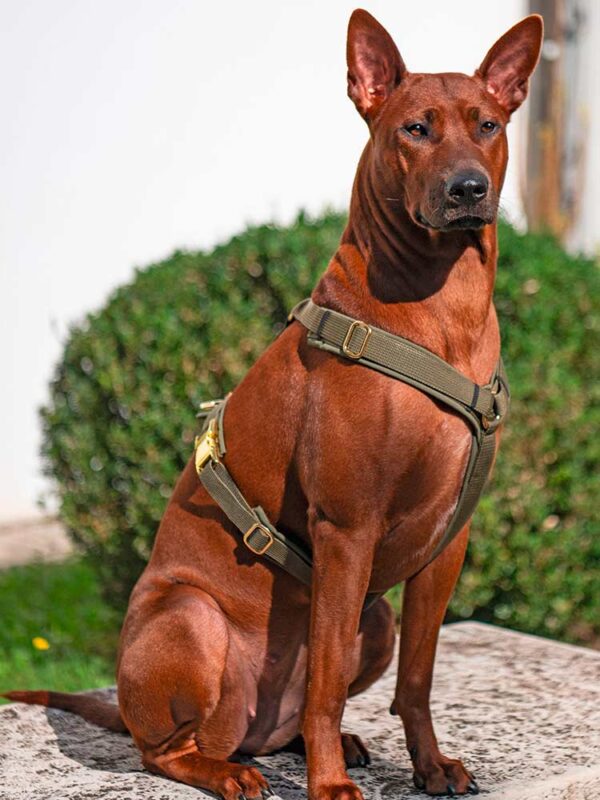 Thai-Ridgeback in Brustgeschirr KHAKI