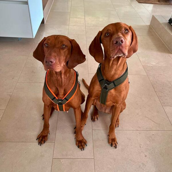 Vizslas in Hundegeschirr KHAKI