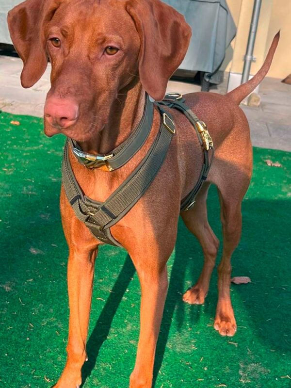 Vizsla in grünem Brustgeschirr Softie Adult