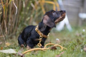 Karamellfarbenes Welpenhalsband mit karamellfarbener Tauleine