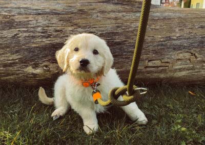 Golden Retriever Welpe mit Welpenhalsband