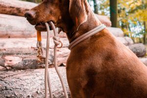 Magyar Vizsla mit Hundeleine im Maul