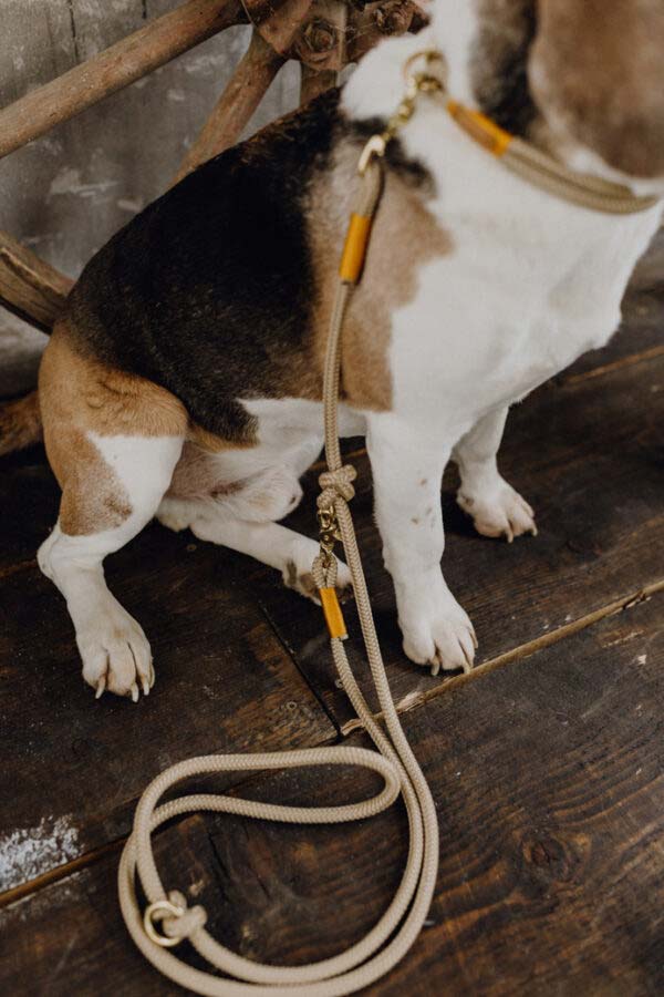 Beagle sitzt brav