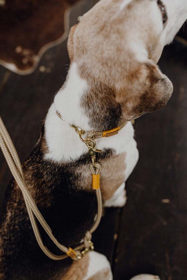Halsband und Leine Detailaufnahme an Beagle