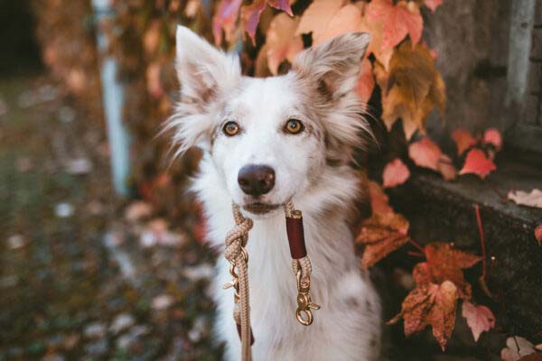 Australian Shepherd Hundeleine