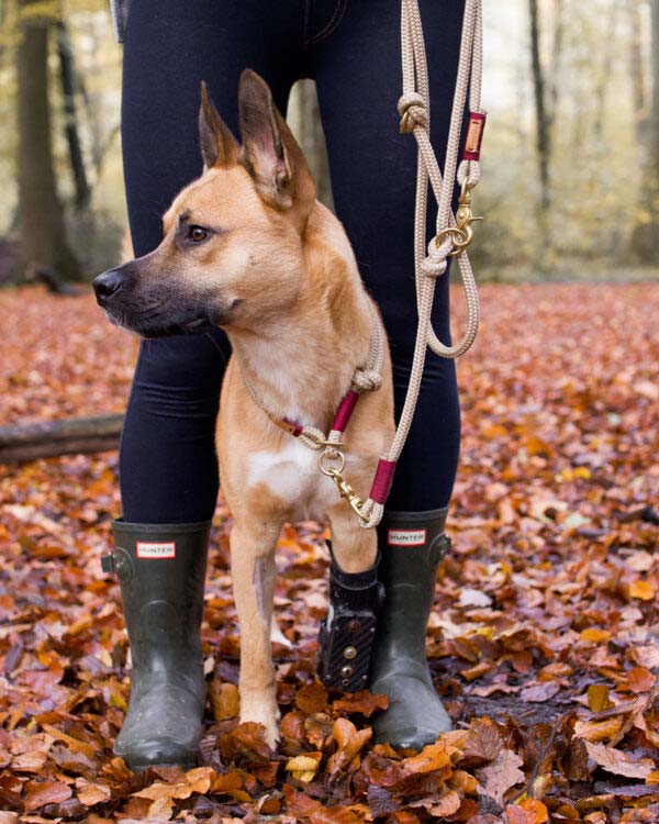 Hund Mateo mit drei Beinen und Prothese trägt sein isartau