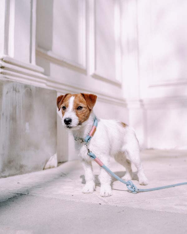 Jack Russell Terrier mit pastellfarbenem Tauset