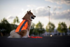 Eurasier mit Warnweste und Biothaneleine in NEONORANGE