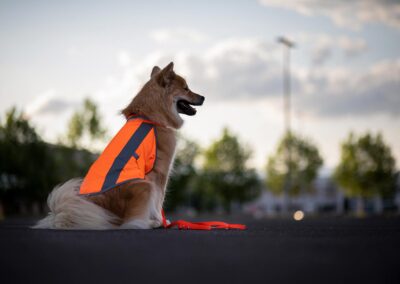 Eurasier mit Warnweste und Biothaneleine in NEONORANGE