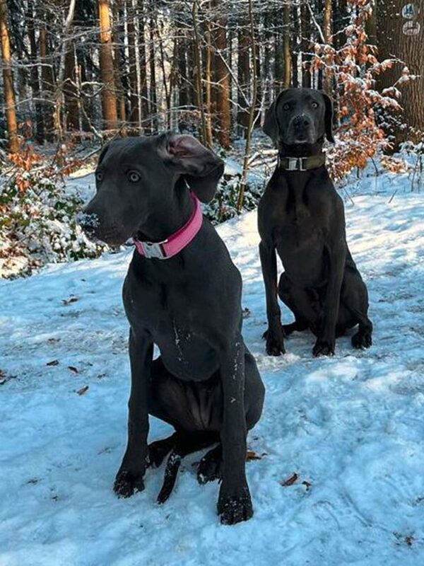 2 Weimaraner in Softies ROSA und KHAKI