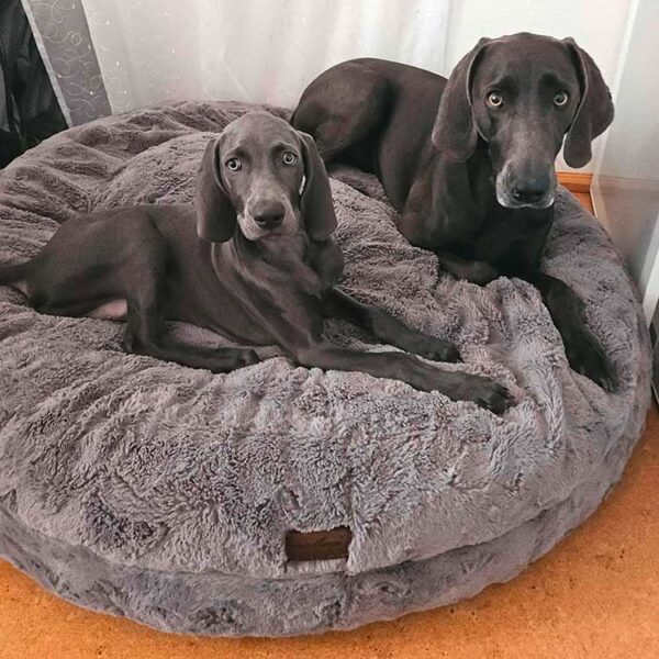 Weimaraner Mädels in Bagel L, GRAU