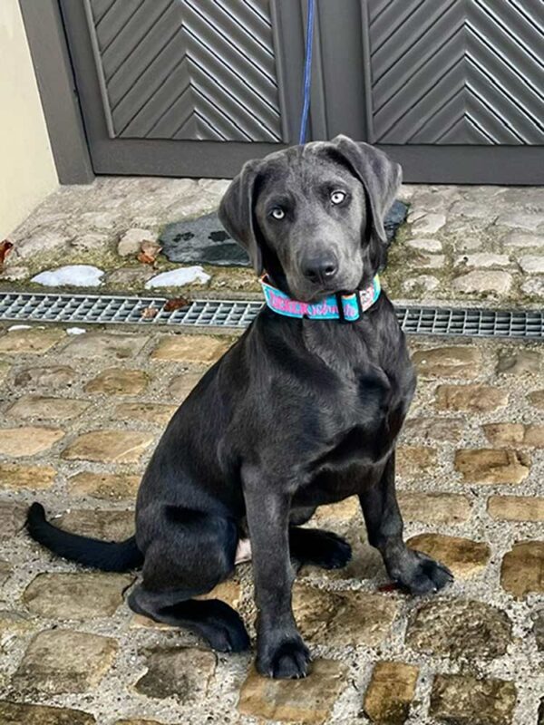 Weimaraner in Halsband Zuckerschnute TÜRKIS