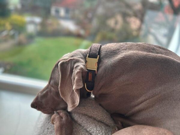 Weimaraner in braunem Lodenhalsband