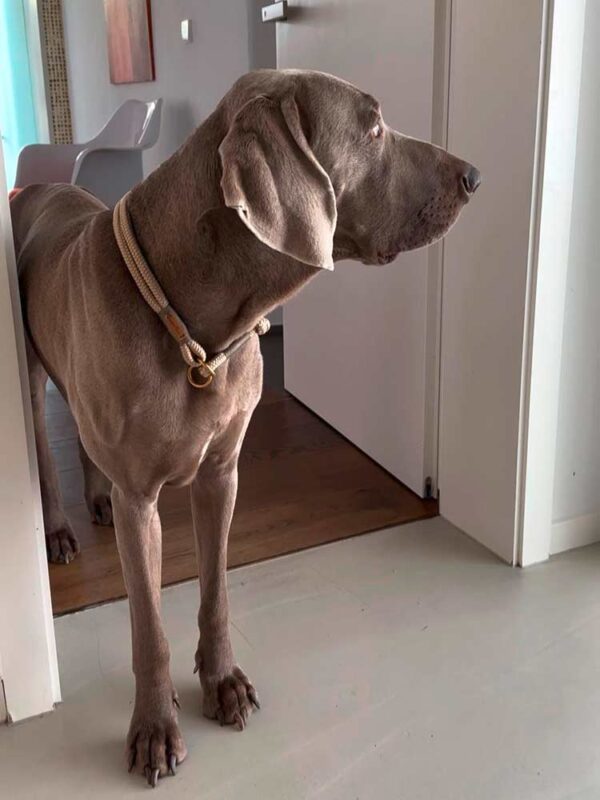 Weimaraner in beigefarbenem Tauhalsband