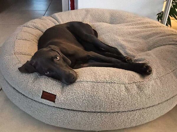 Weimaraner in Bagelbettchen Teddy GRAU