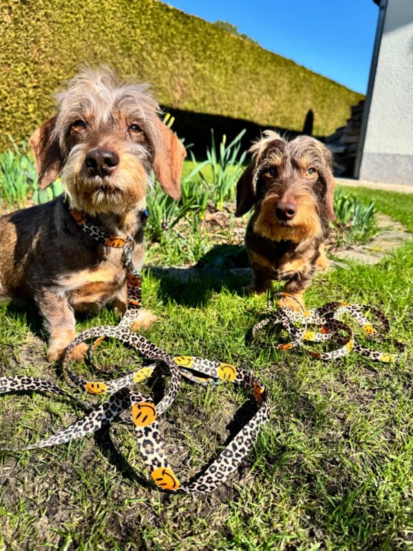 Dackel Ludwig und Friedrich im Leo-Smile Look