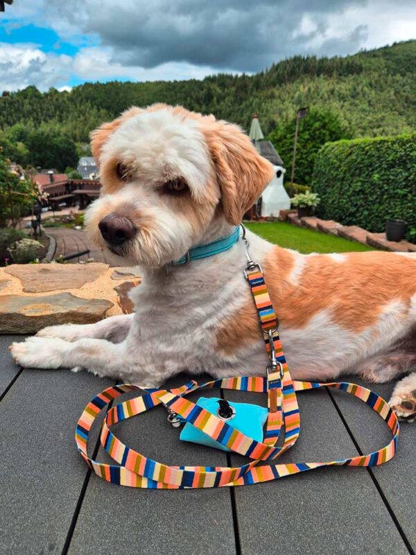 Yoshi in Halsband Softie HELLBLAU und Leine Sommerbrise