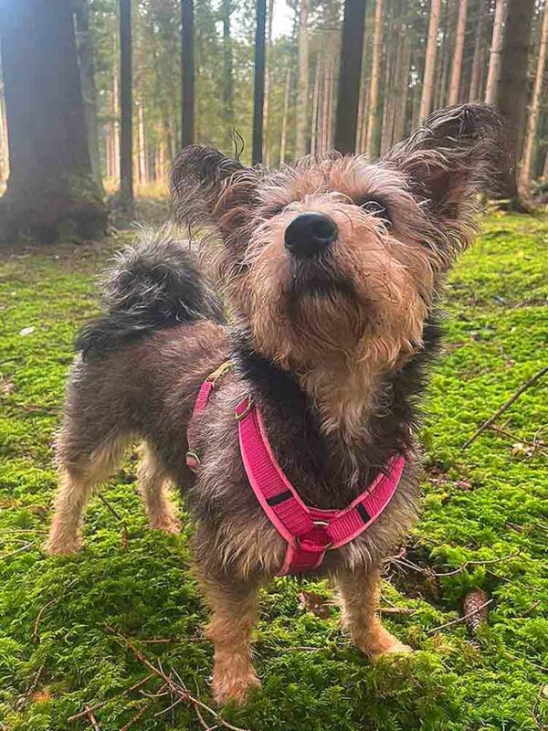 Yuki im Brustgeschirr ROSA