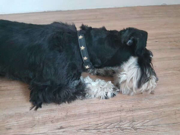 Zwergschnauzer in Halsband Sternchen