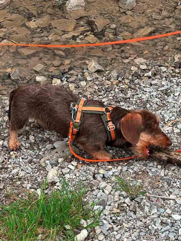 Zwergdackel in Hundegeschirr Wellenbrecher mit Schleppleine