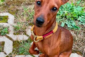 Zwergpinscher Kona in Feste Halsung CRANBERRY