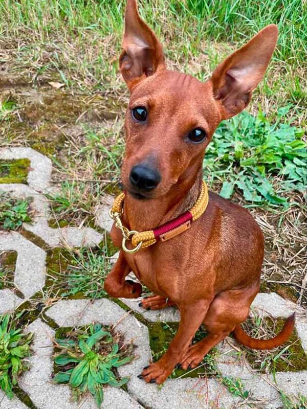 Zwergpinscher Kona in Feste Halsung CRANBERRY