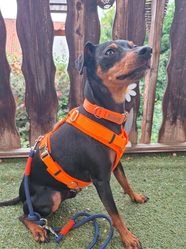 Zwergpinscher im Brustgeschirr ORANGE und Tauleine ORANGE