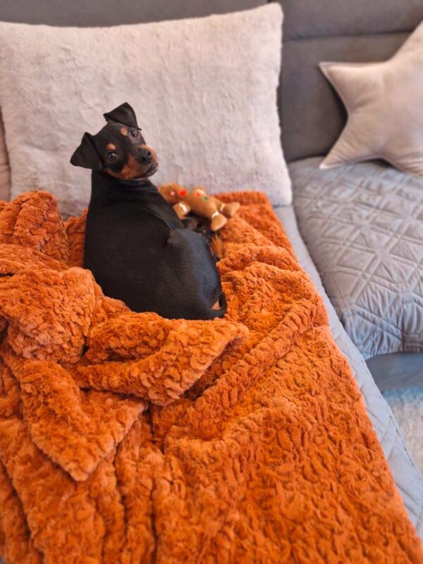 Zwergpinscher auf Wohndecke ZIMT