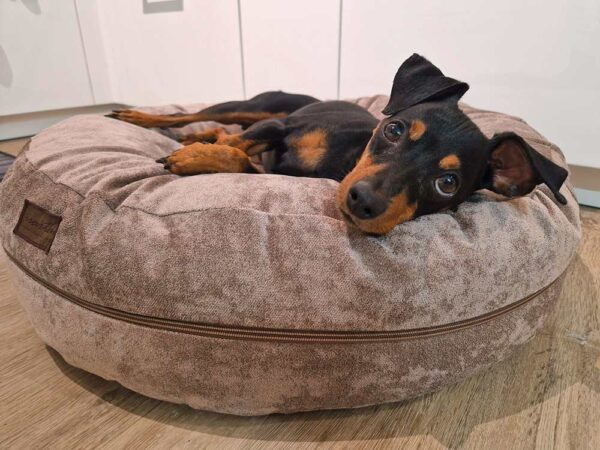 Zwergpinscher in Bagel Velours TAUPE