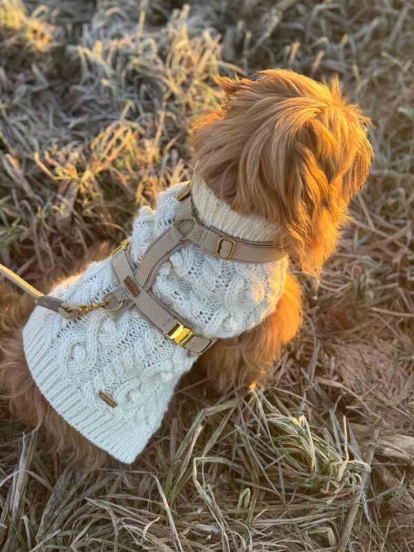 Tibet Terrier Juszti in beigem Hundegeschirr mit passender Leine