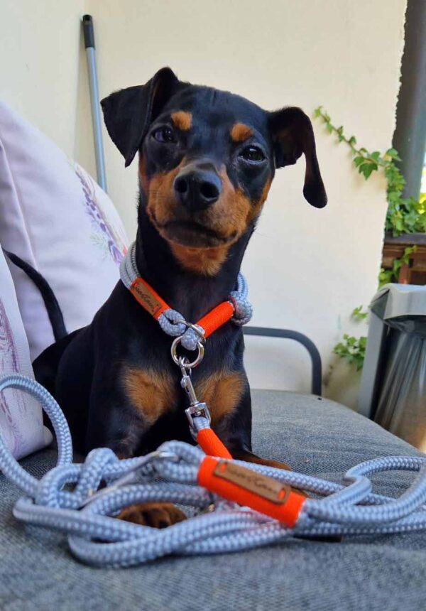 Zwergpinscher Leo in hellgrauem Tauset Pebble Stone Neonorange, 8mm