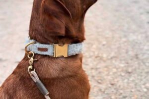 Labrador Nala in beigem Hundehalsband Wooly mit passender Tauleine