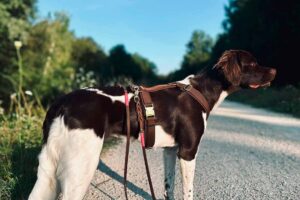 Hund mit Brustgeschirr Braun mit Lederleine Sporty in Duneklbraun