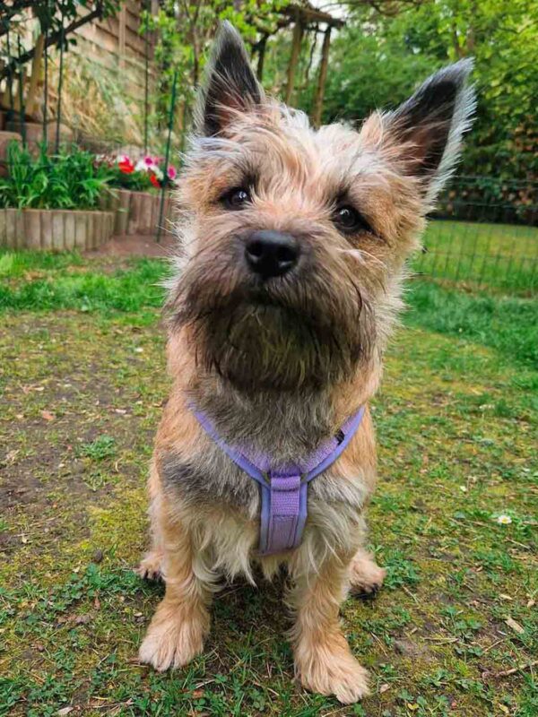 Hundegeschirr Lavendel an Welsh Terrier