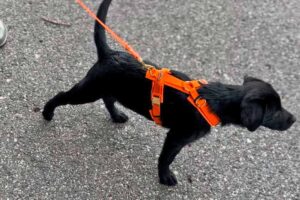 Labrador Welpe Skye in Hundegeschirr Orange, Größe XS