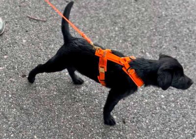 Labrador Welpe Skye in Hundegeschirr Orange, Größe XS