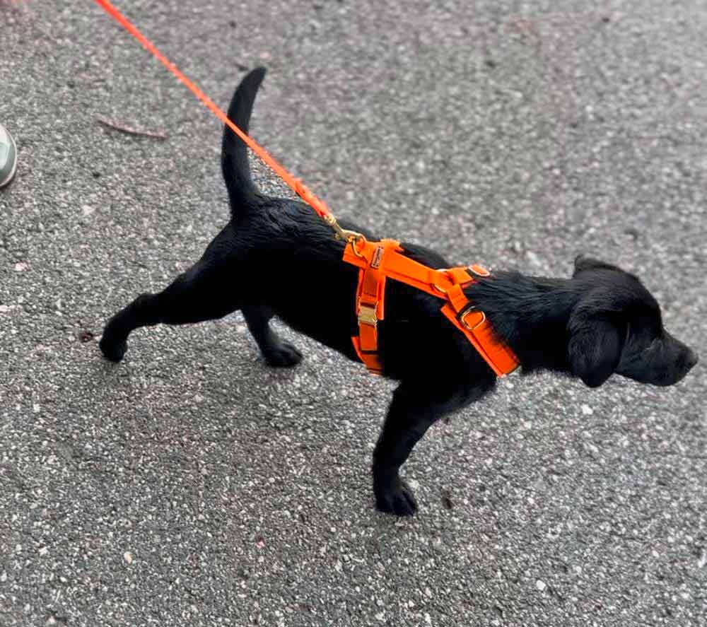 Labrador Welpe Skye in Hundegeschirr Orange, Größe XS