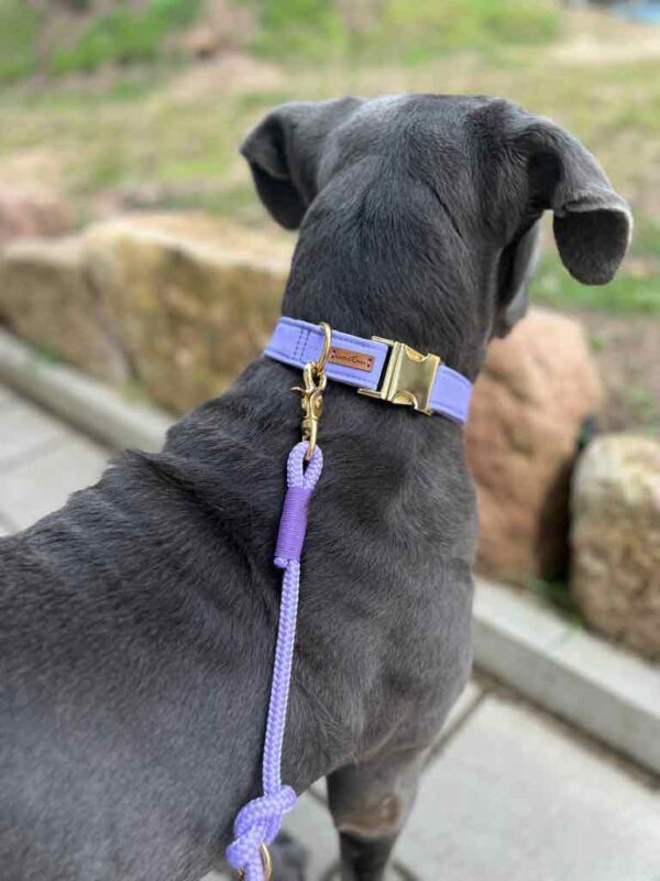 Cane Corso on Halsband Lavendel